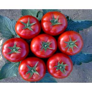 Лоджейн F1 - томат, 100 семян, Enza Zaden  (Енза Заден) Голландия - Фасовка  фото, цена